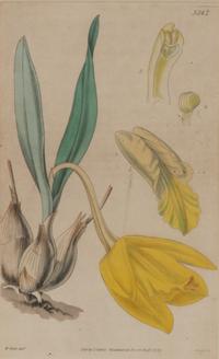A Set of Eleven Botanical Prints Framed 16 1/2 x 13 1/2 inches. — 20TH CENTURY