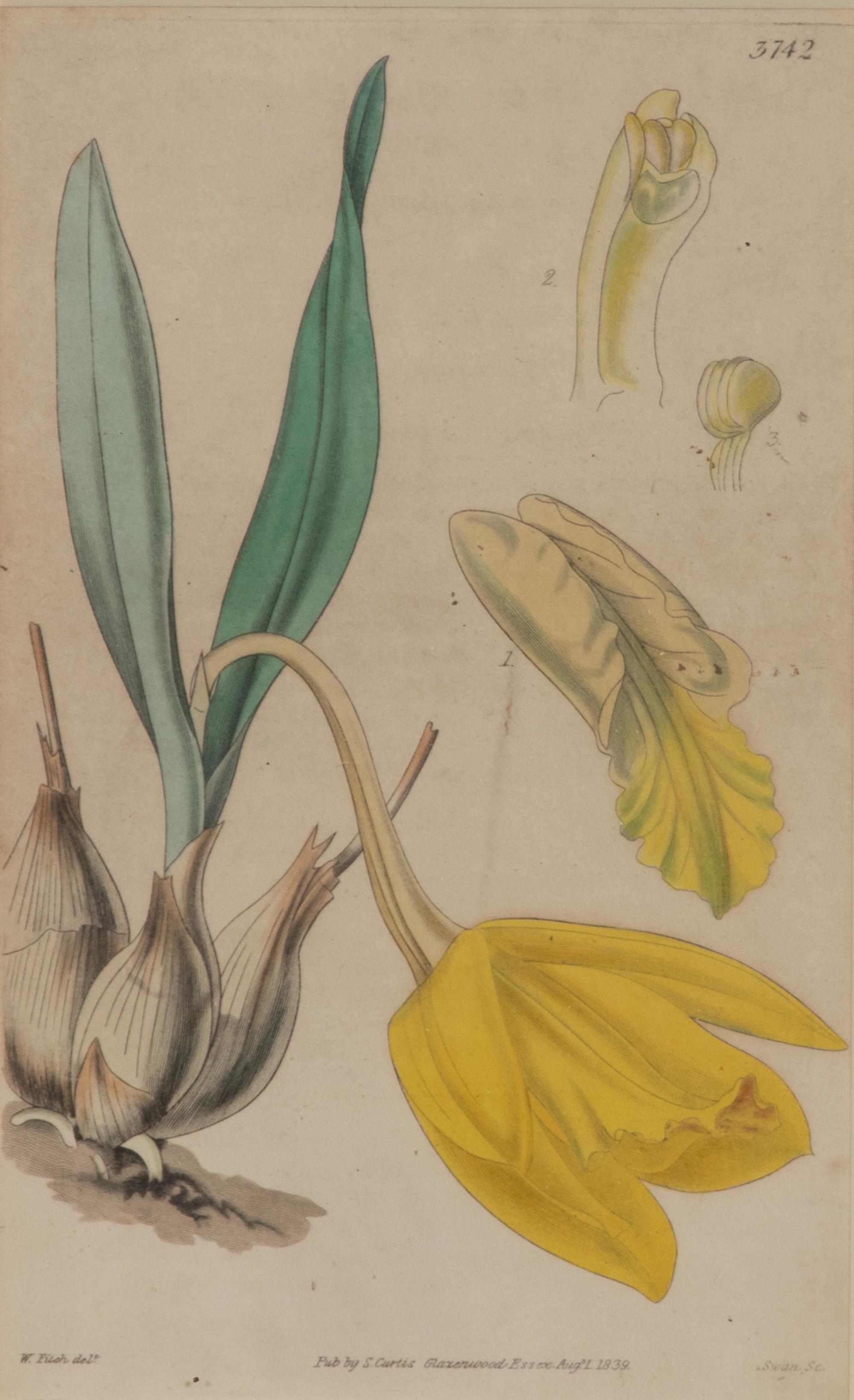A Set of Eleven Botanical Prints Framed 16 1/2 x 13 1/2 inches. — 20TH CENTURY