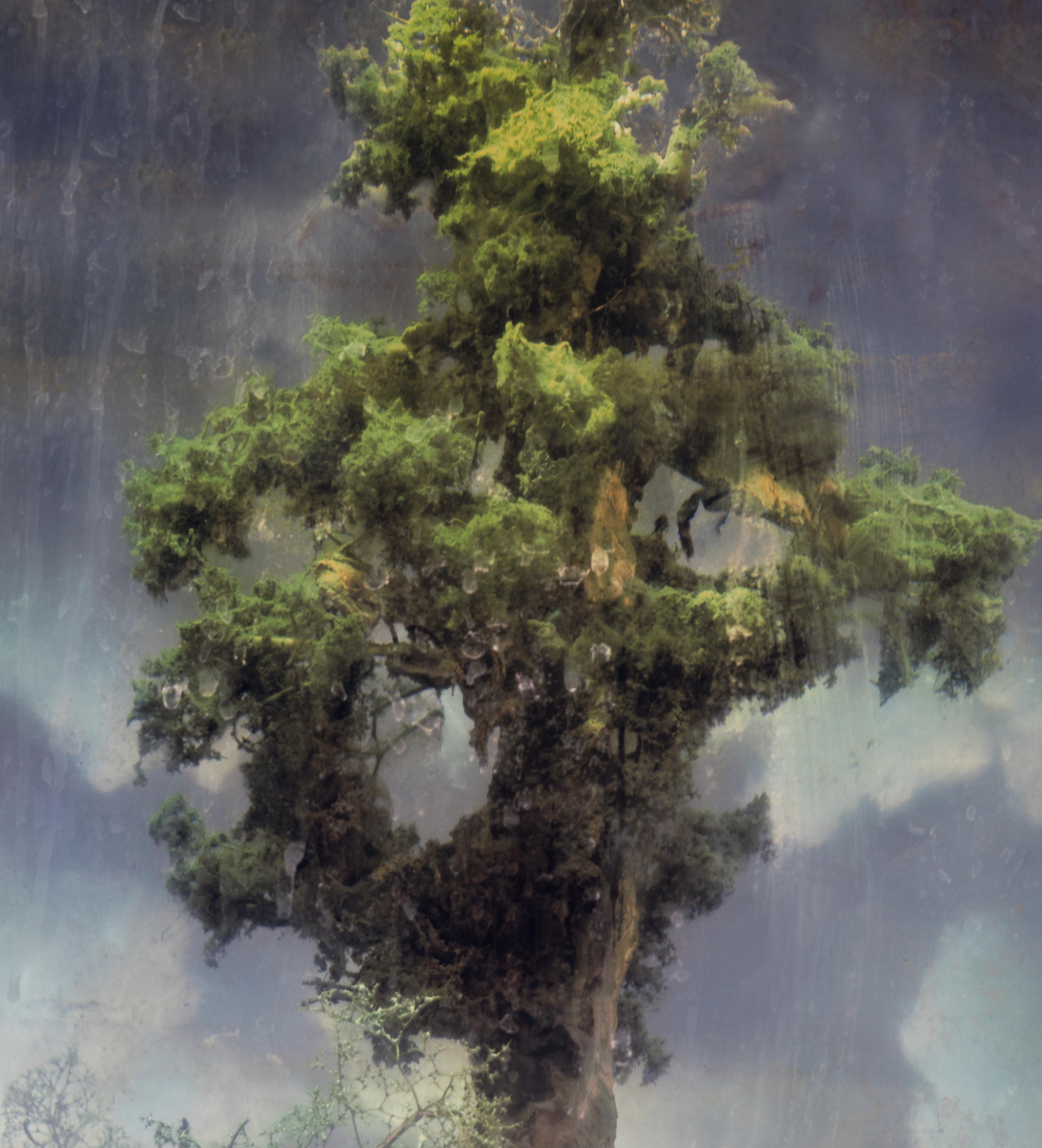 Forest 80d , 2007
