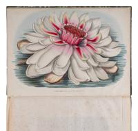[NATURAL HISTORY]. PLANCHON, Jules and Louis Van HOUTTE. La Victoria Regia , au point de vue horticole et botanique, avec des observations sur la structure et les affinites des Nympheacees. Ghent: C. Arnoot-Braeckman for L. van Houtte and others, 1850-1851.