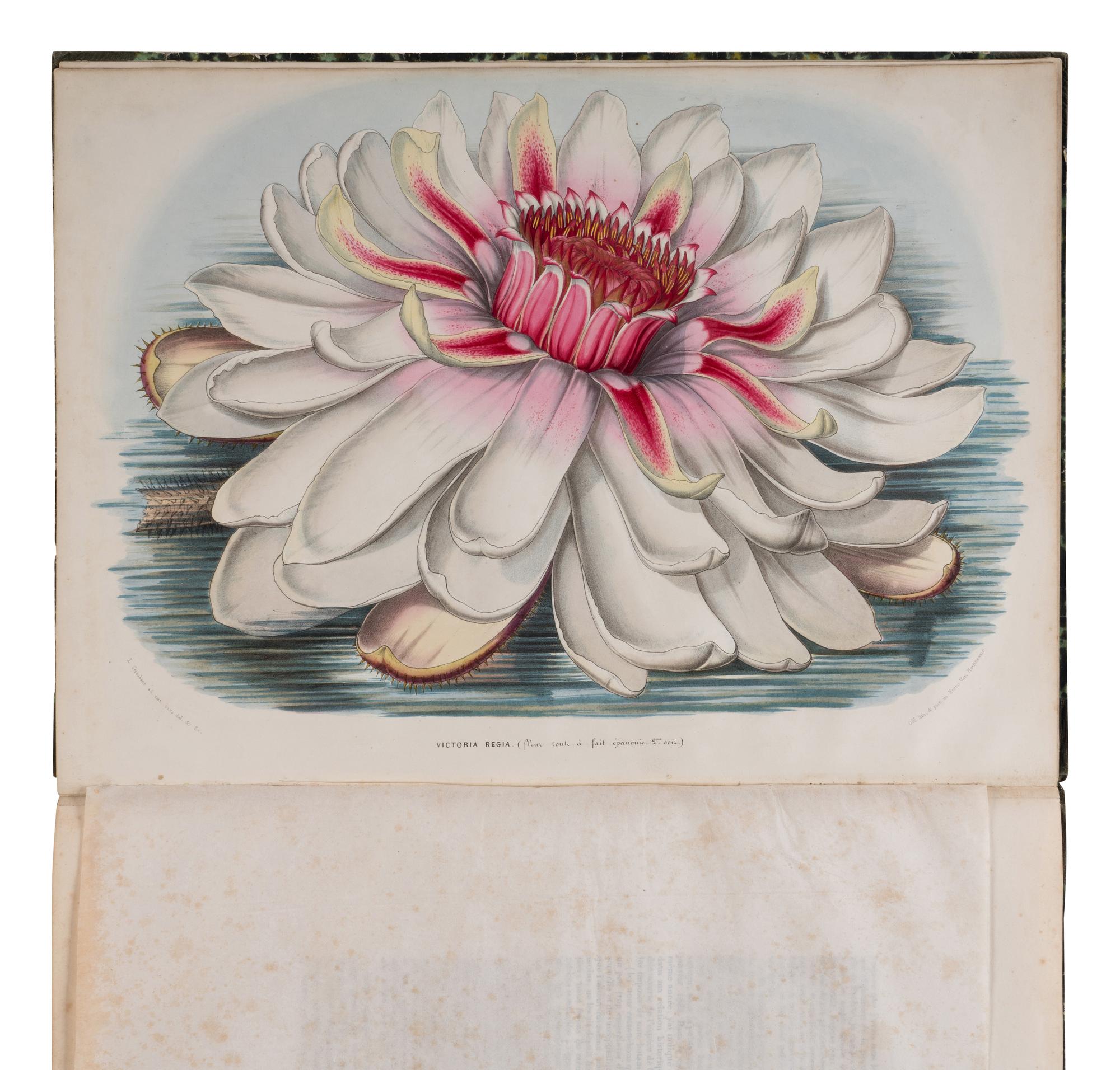[NATURAL HISTORY]. PLANCHON, Jules and Louis Van HOUTTE. La Victoria Regia , au point de vue horticole et botanique, avec des observations sur la structure et les affinites des Nympheacees. Ghent: C. Arnoot-Braeckman for L. van Houtte and others, 1850-1851.