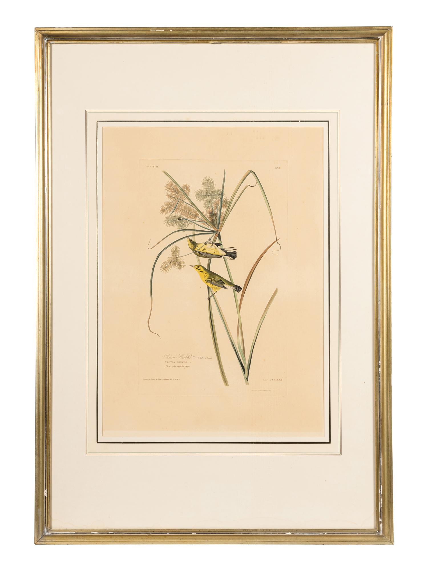 AUDUBON, John James (1785-1851) Prairie Warbler (Plate 14) Dendroica discolor