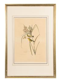 AUDUBON, John James (1785-1851) Prairie Warbler (Plate 14) Dendroica discolor
