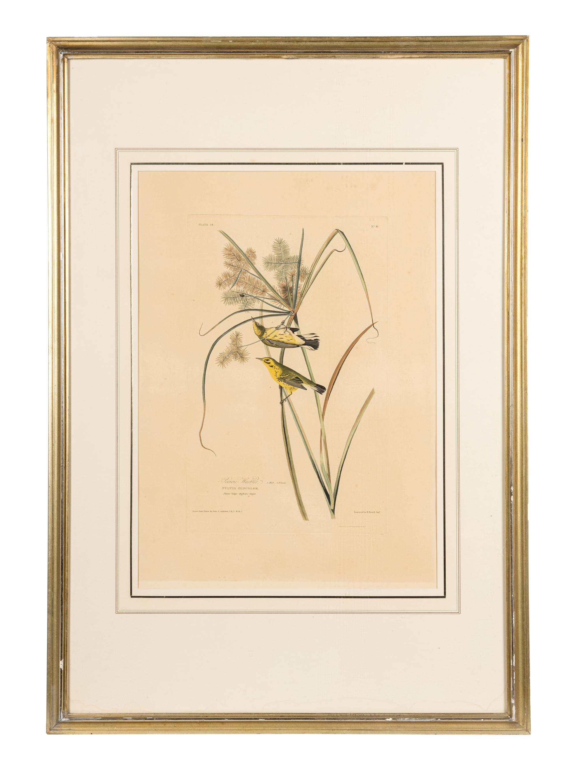 AUDUBON, John James (1785-1851) Prairie Warbler (Plate 14) Dendroica discolor