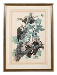 AUDUBON, John James (1785-1851).