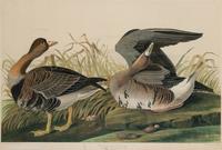 AUDUBON, John James (1785-1851)