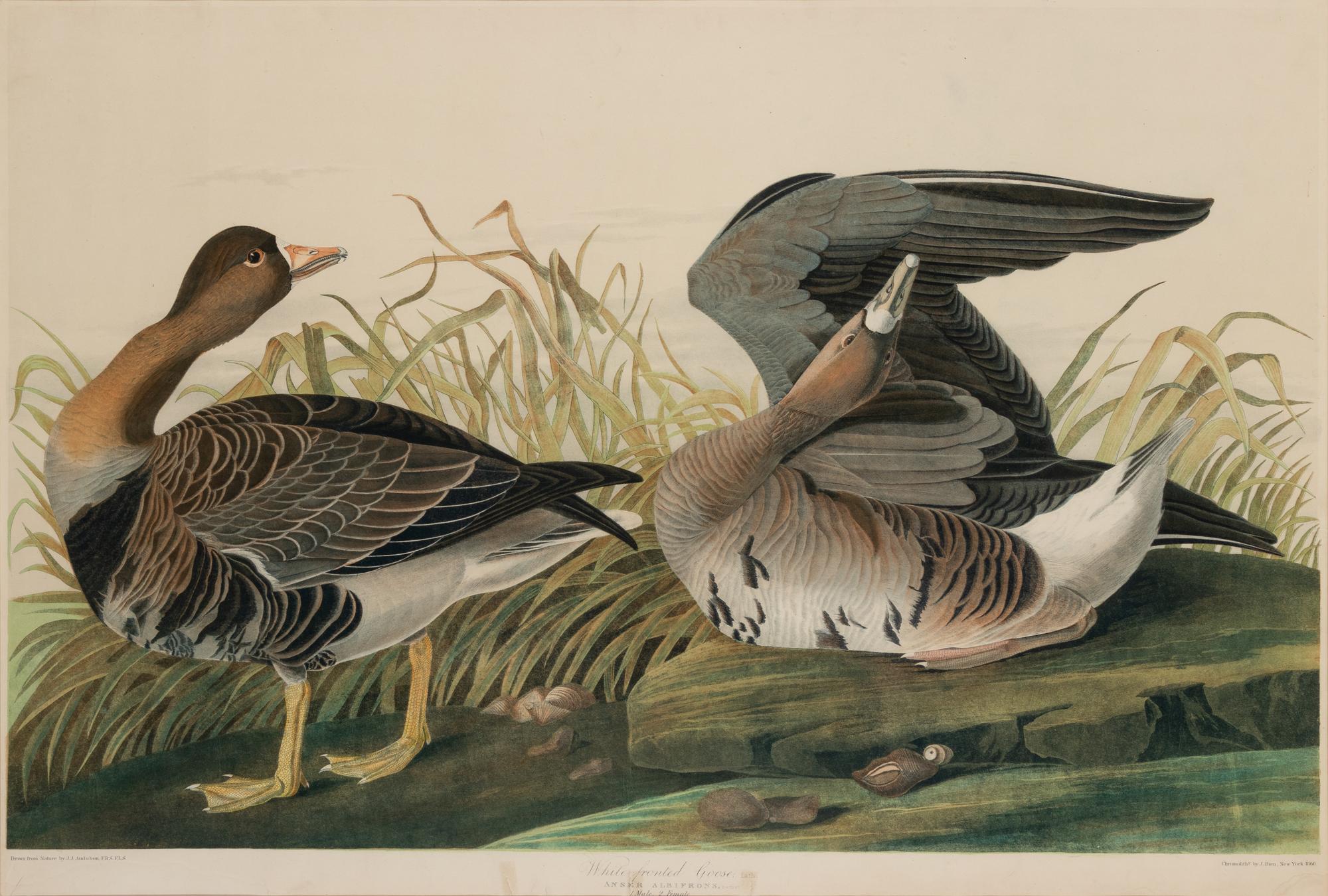 AUDUBON, John James (1785-1851)