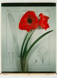 Five Still Lifes (incomplete portfolio of four prints with clamshell box)