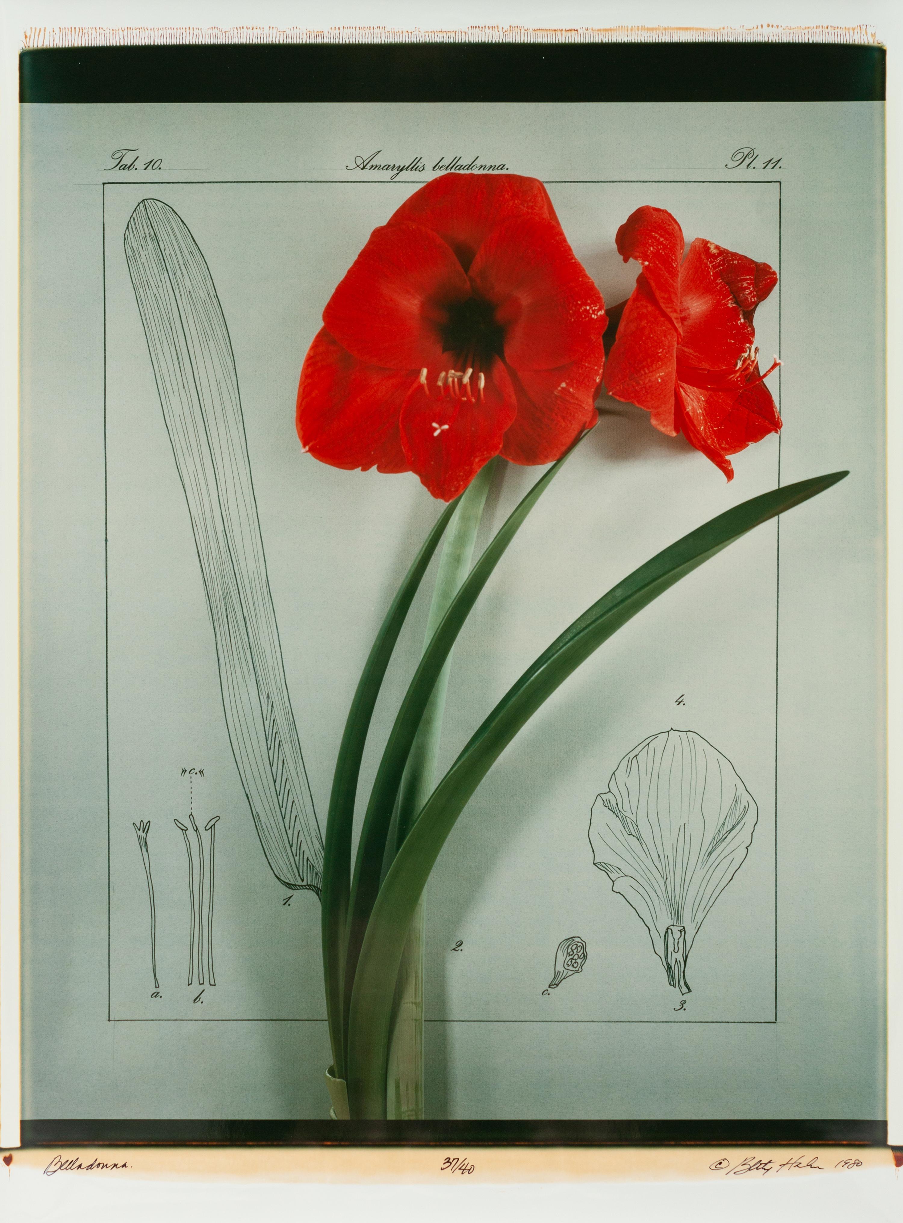 Five Still Lifes (incomplete portfolio of four prints with clamshell box)