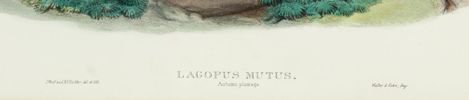 GOULD, John (1804-1881), after [Ptarmigan] Lagopus Mutus, Autumn Plumage