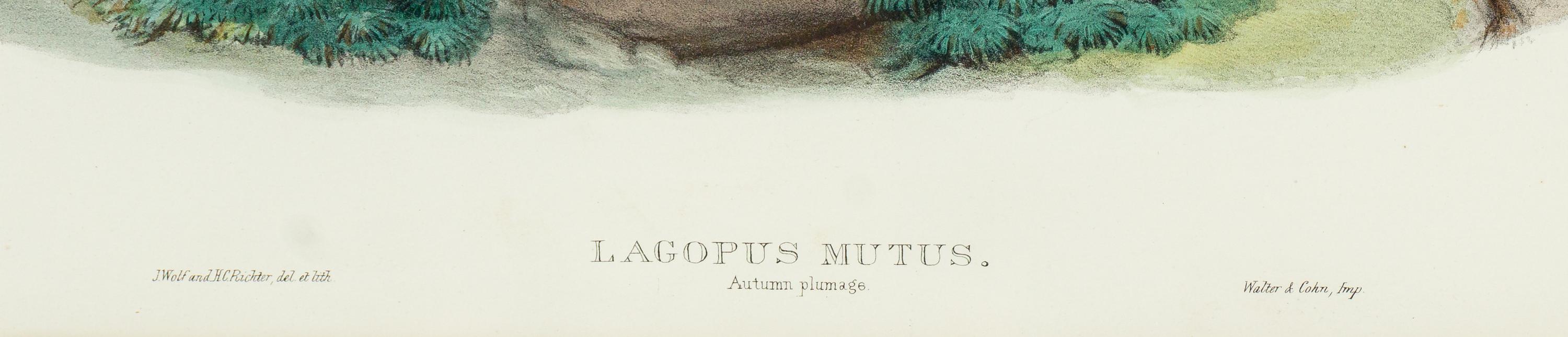 GOULD, John (1804-1881), after [Ptarmigan] Lagopus Mutus, Autumn Plumage