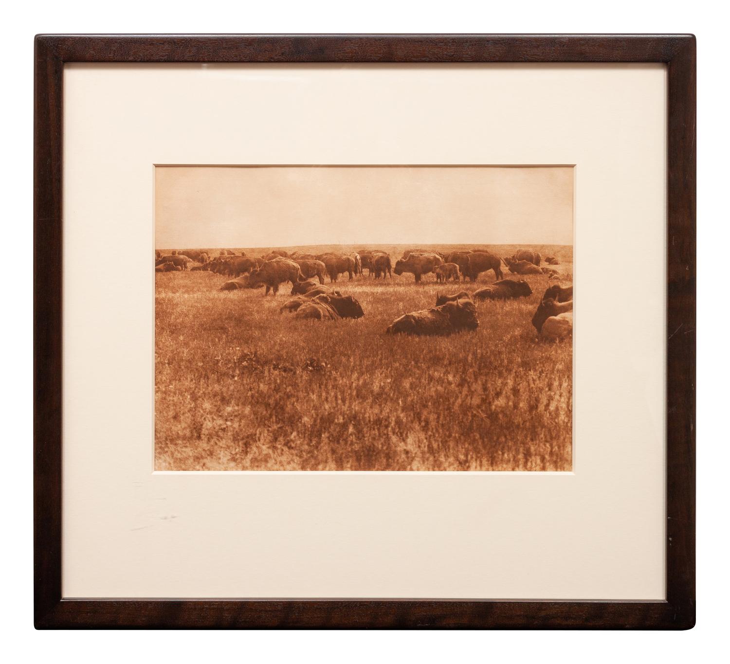 Buffalo Herd