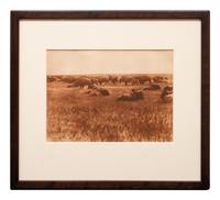 Buffalo Herd