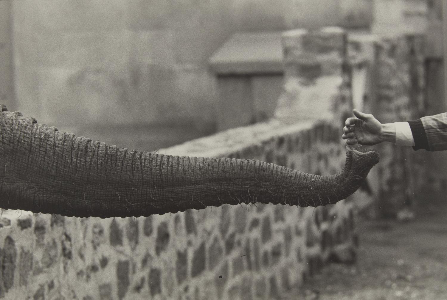 Untitled (from The Animals ) , circa 1963, printed later