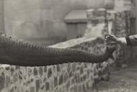 Untitled (from The Animals ) , circa 1963, printed later