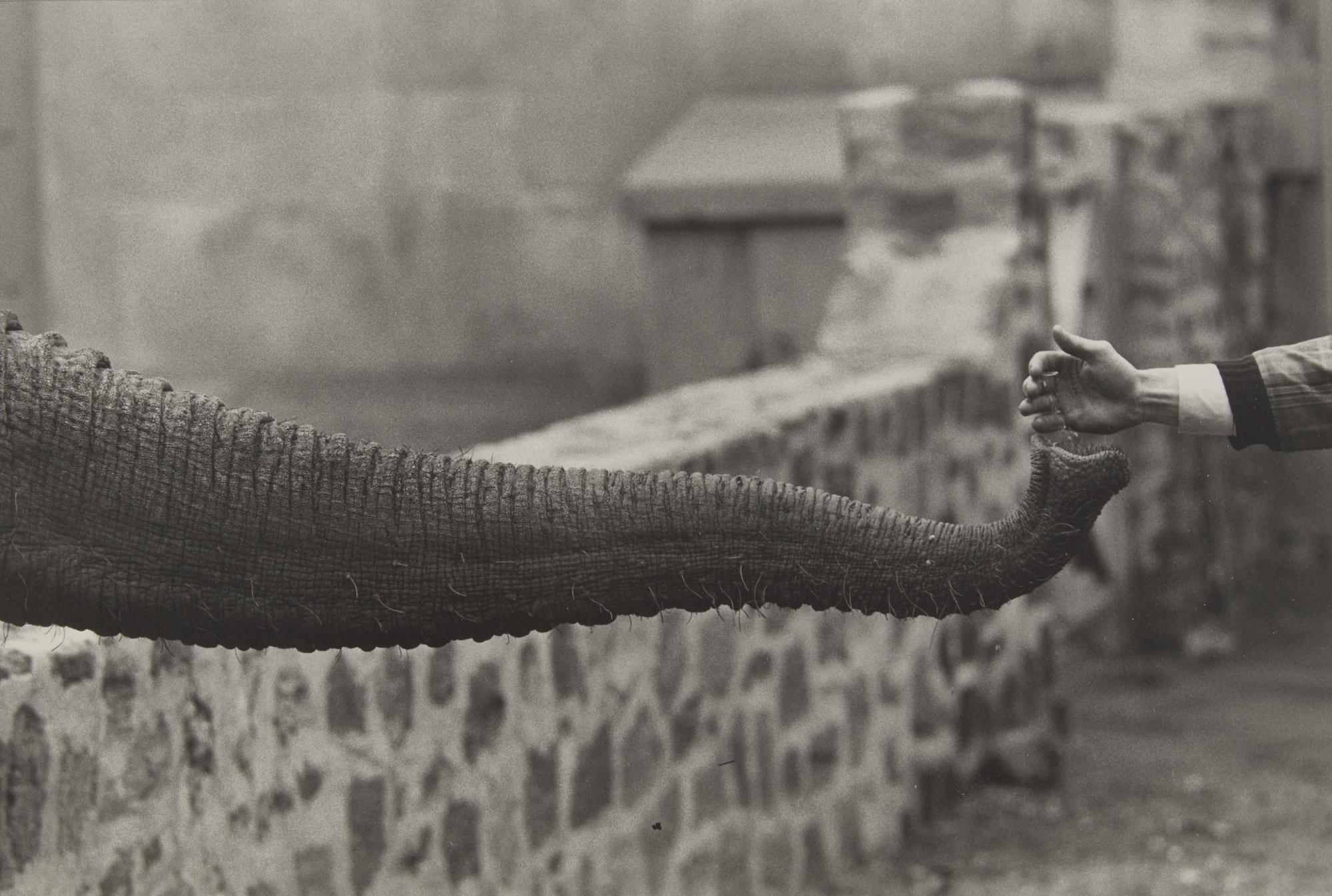 Untitled (from The Animals ) , circa 1963, printed later