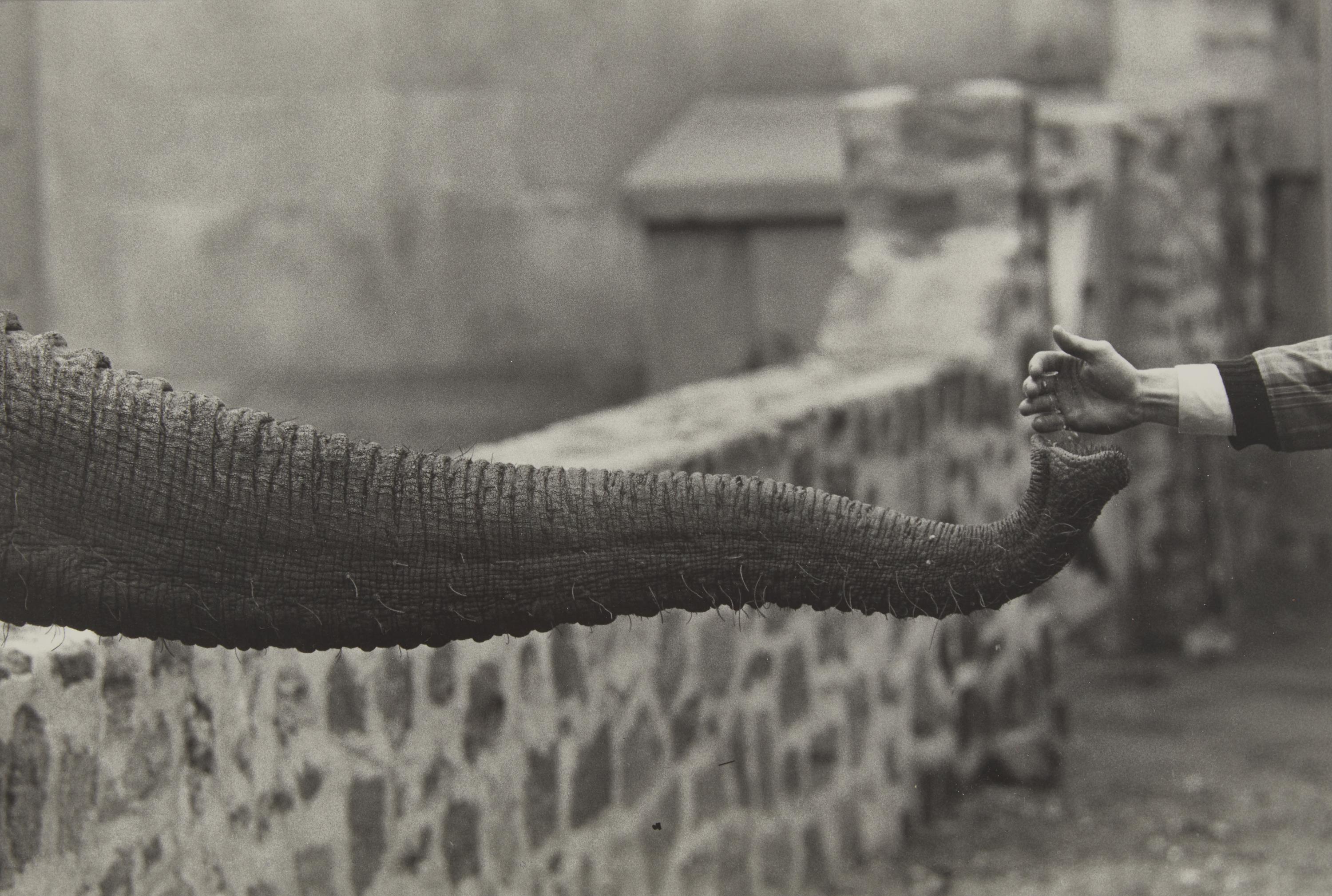 Untitled (from The Animals ) , circa 1963, printed later