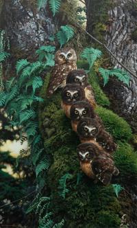 Family Tree , 1995