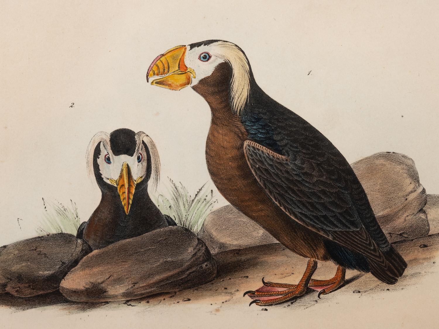 A Group of Four Prints of Aquatic Birds, after John James Audubon (1785-1851)