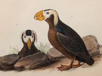 A Group of Four Prints of Aquatic Birds, after John James Audubon (1785-1851)