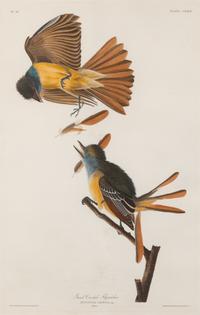 AUDUBON, John James (1785-1851).