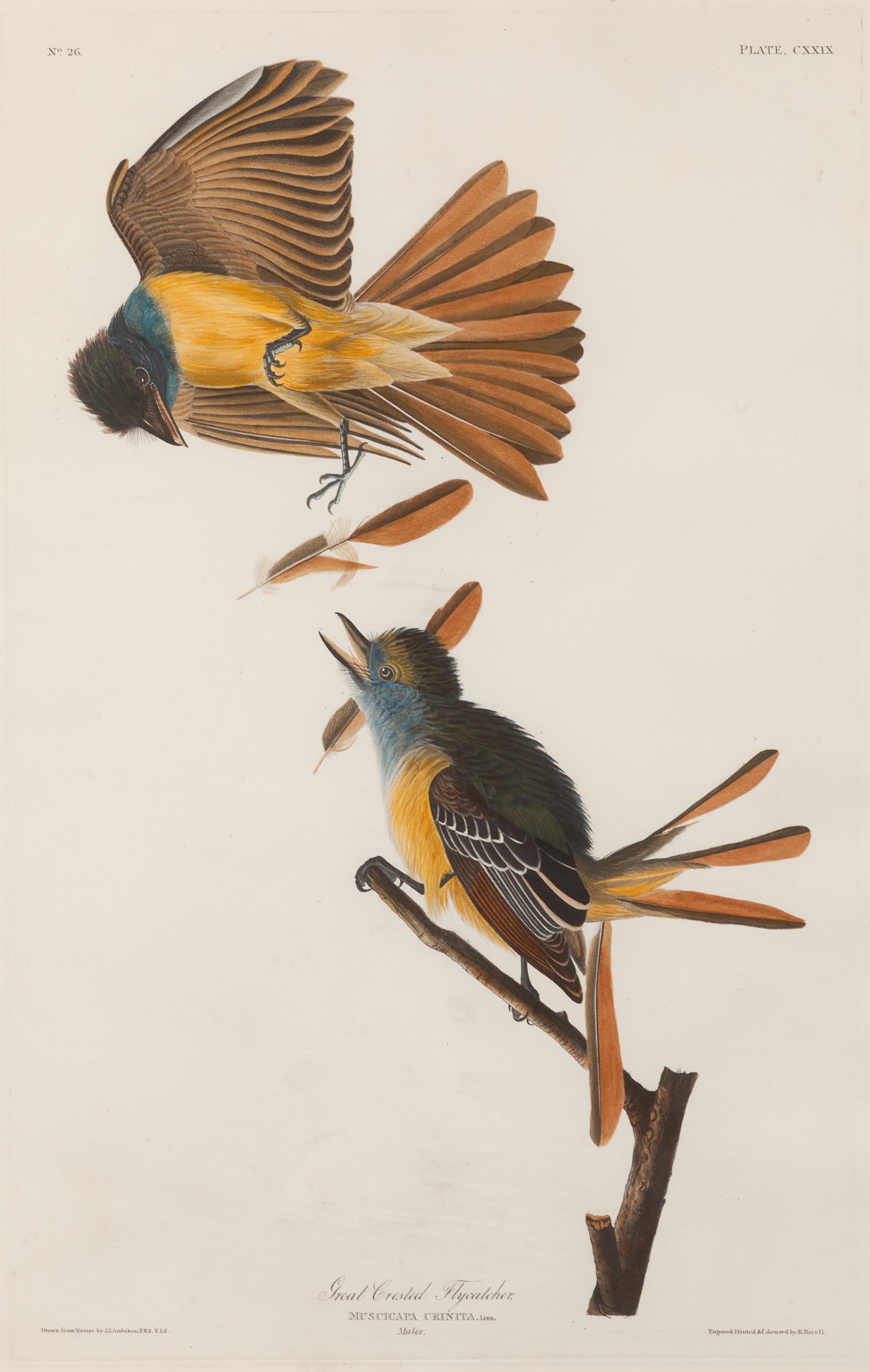 AUDUBON, John James (1785-1851).