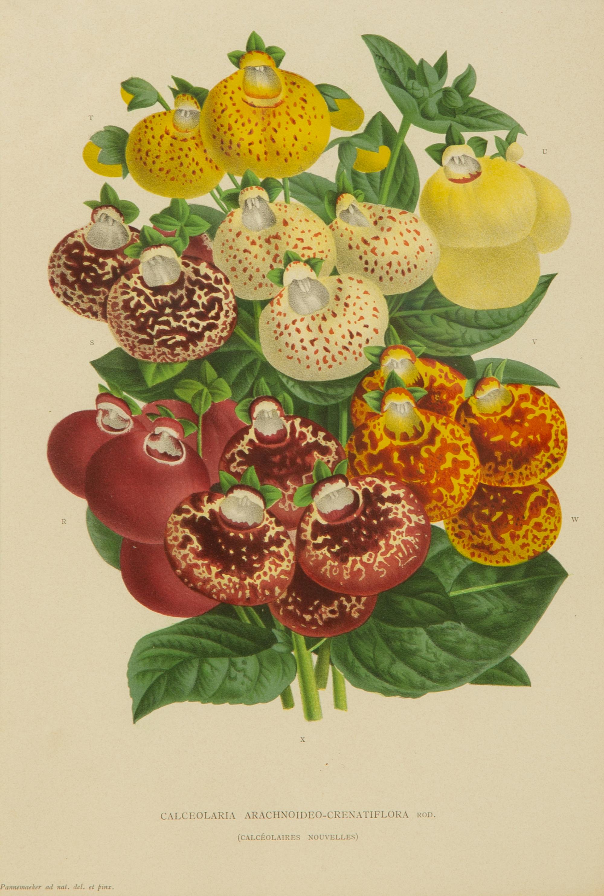 Seven Gilt Framed Botanical Chromolithgraphs After J. Linden and Others — 20TH CENTURY