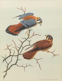 Group of Nine Works, American Bird Series, 1988