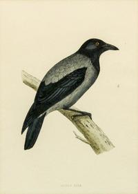 A Group of Six Ornithological Prints Each 8 1/4 x 6 inches.