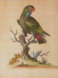 A Set of Twelve Hand-Colored Engravings of Parrots from A Natural History of Uncommon Birds by George Edwards (English, 1694-1773)