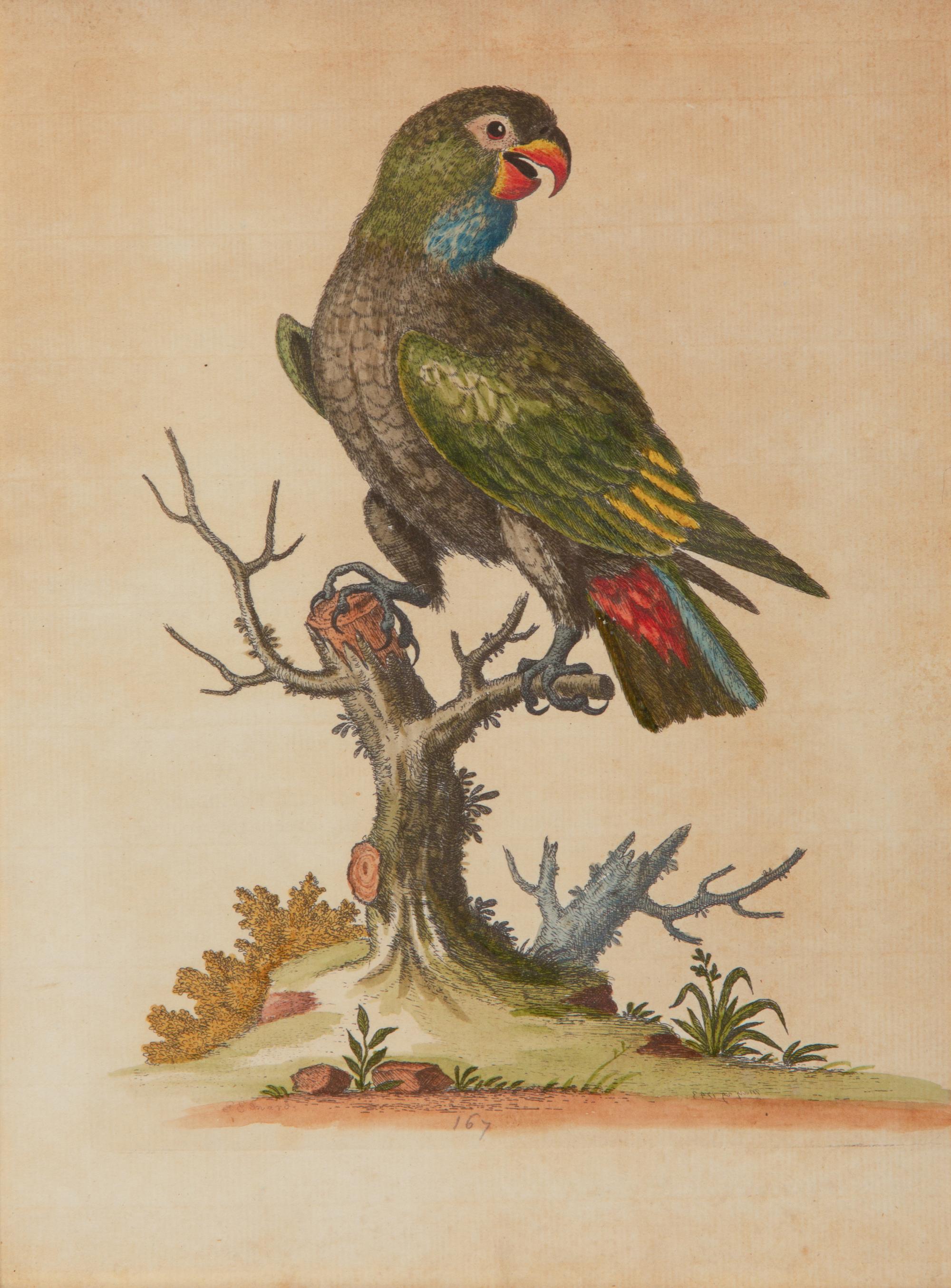 A Set of Twelve Hand-Colored Engravings of Parrots from A Natural History of Uncommon Birds by George Edwards (English, 1694-1773)