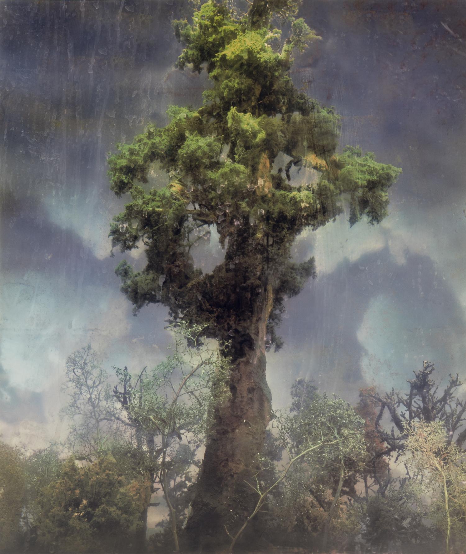 Forest 80d , 2007