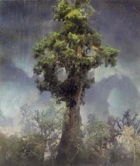 Forest 80d , 2007
