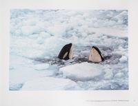 KEOUGH, PAT AND ROSEMARIE. Antarctica. BC, 2002. Limited, signed.