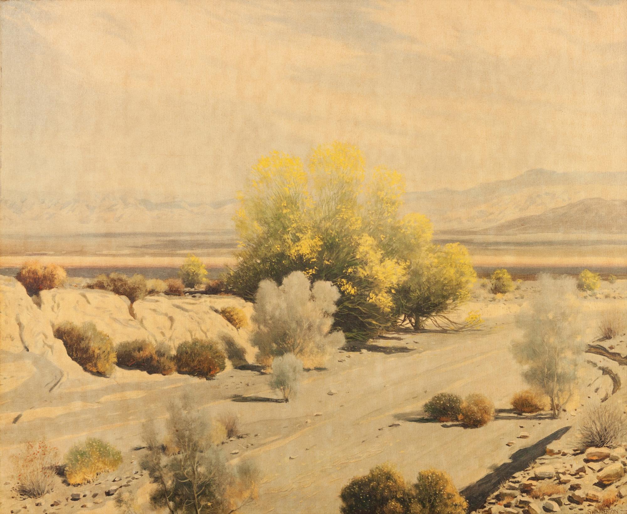 Palo Verdi in Bloom