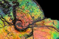 A Large Iridescent Ammonite Fossil (Placenticeras costatum)