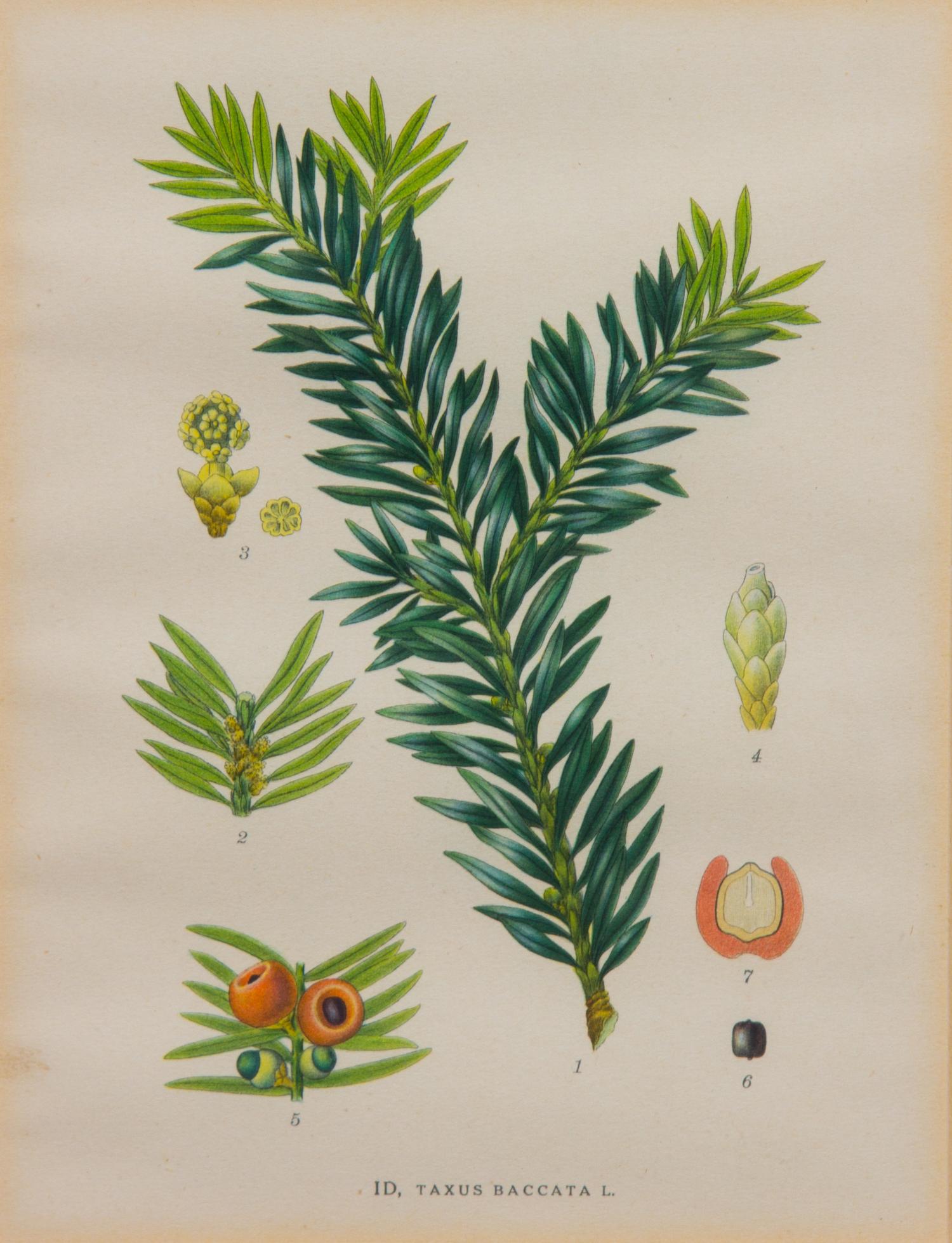 A Collection of Handcolored Botanical Engravings Height of largest frame 14 1/4 x width 12 1/4 inches.