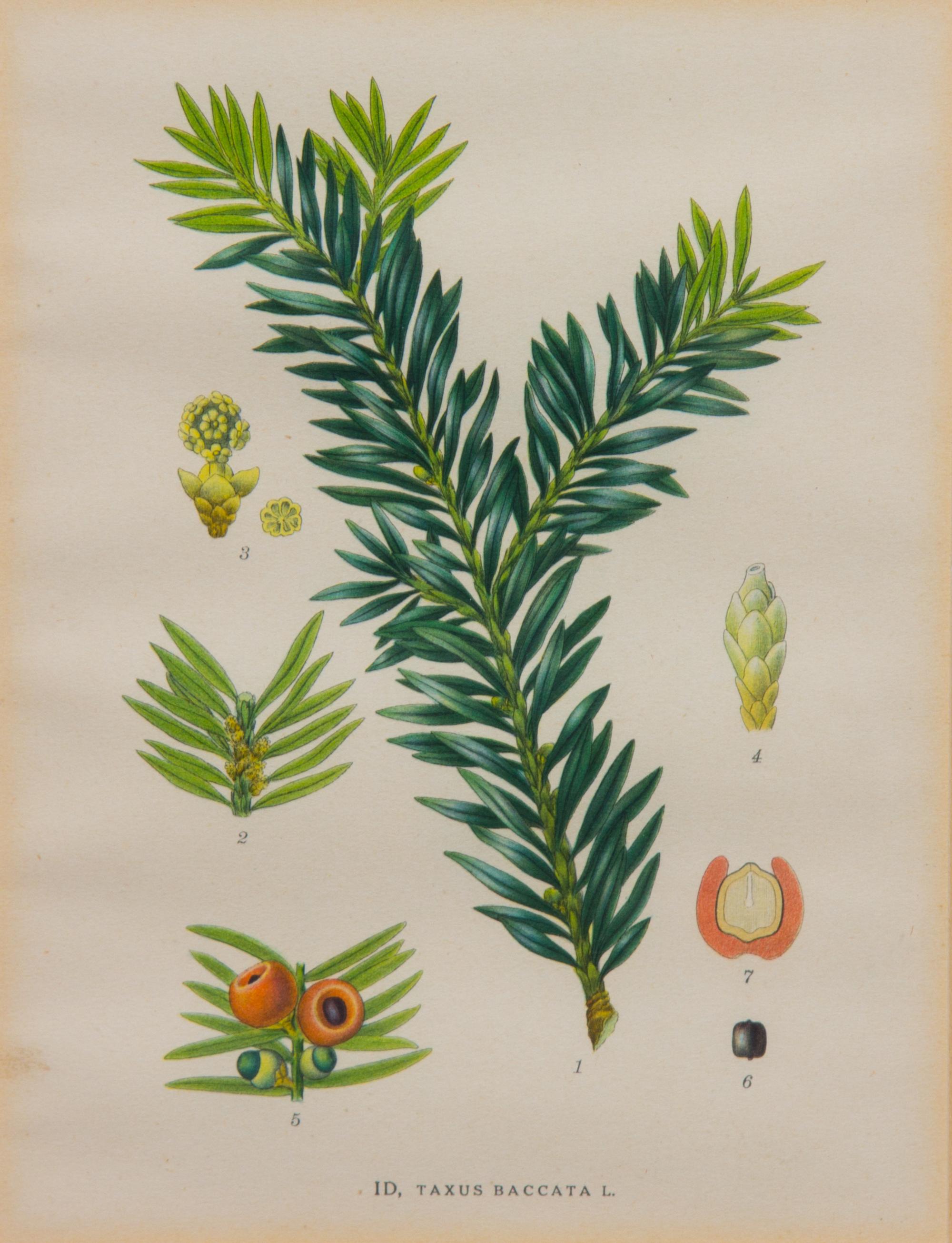 A Collection of Handcolored Botanical Engravings Height of largest frame 14 1/4 x width 12 1/4 inches.