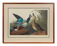 After John James Audubon (American, 1785-1851)