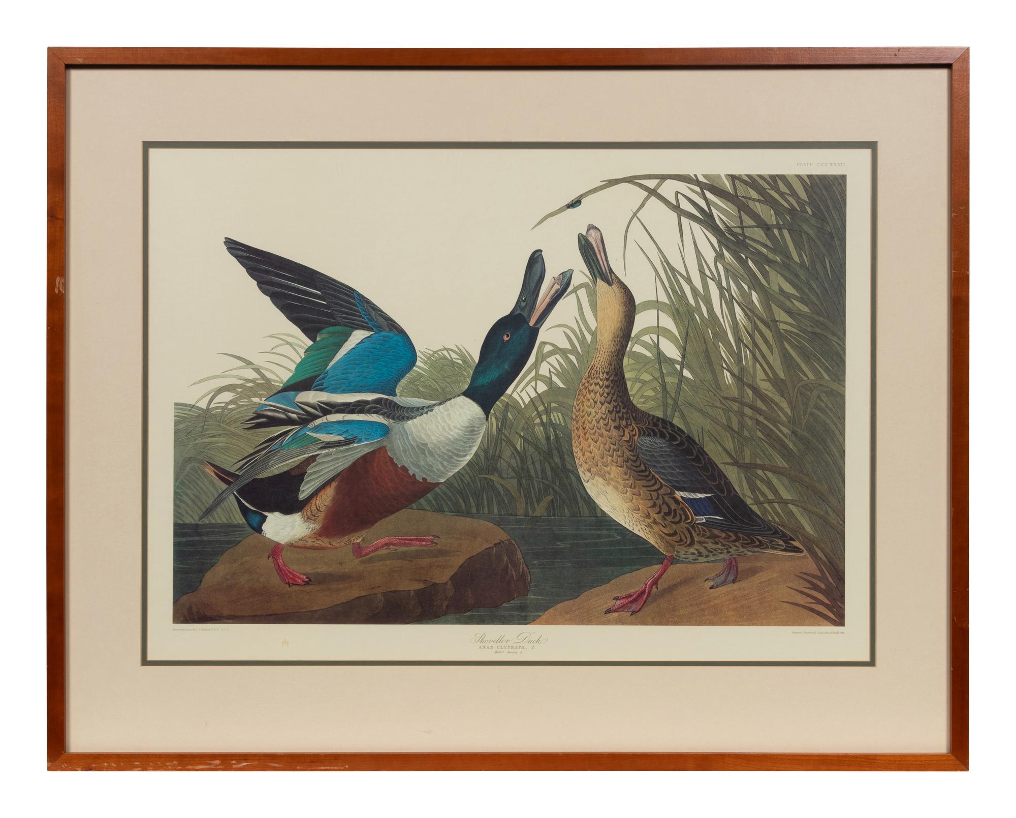 After John James Audubon (American, 1785-1851)