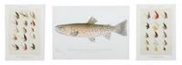 Two Framed Prints, marked Denton Fish 7 1/2 x 10 5/8, Flies: 8 x 5 3/4 inches.