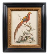A Set of Eight Hand-Colored Engravings After George Edwards (British, 1694-1773) — LATE 19TH CENTURY