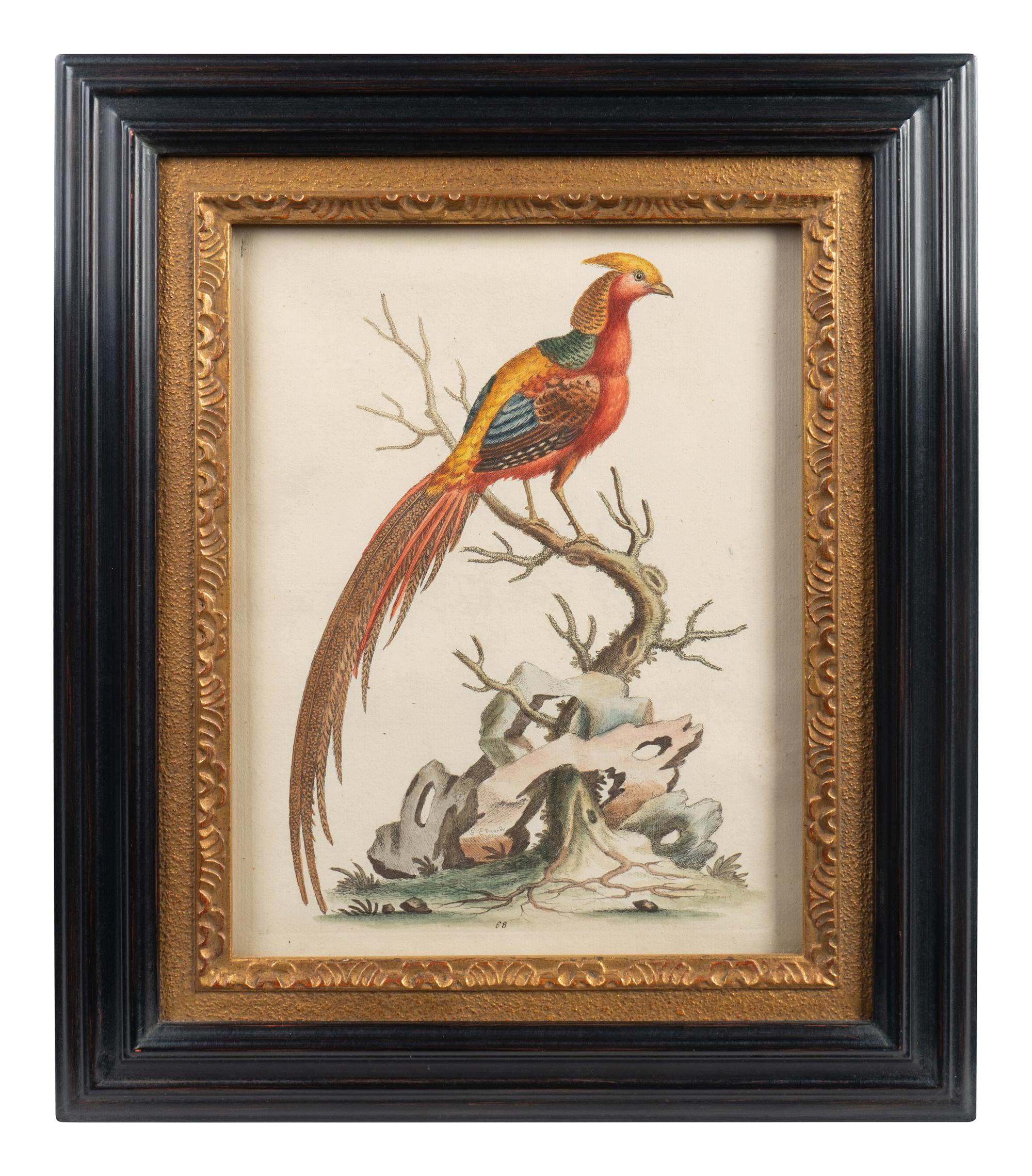 A Set of Eight Hand-Colored Engravings After George Edwards (British, 1694-1773) — LATE 19TH CENTURY