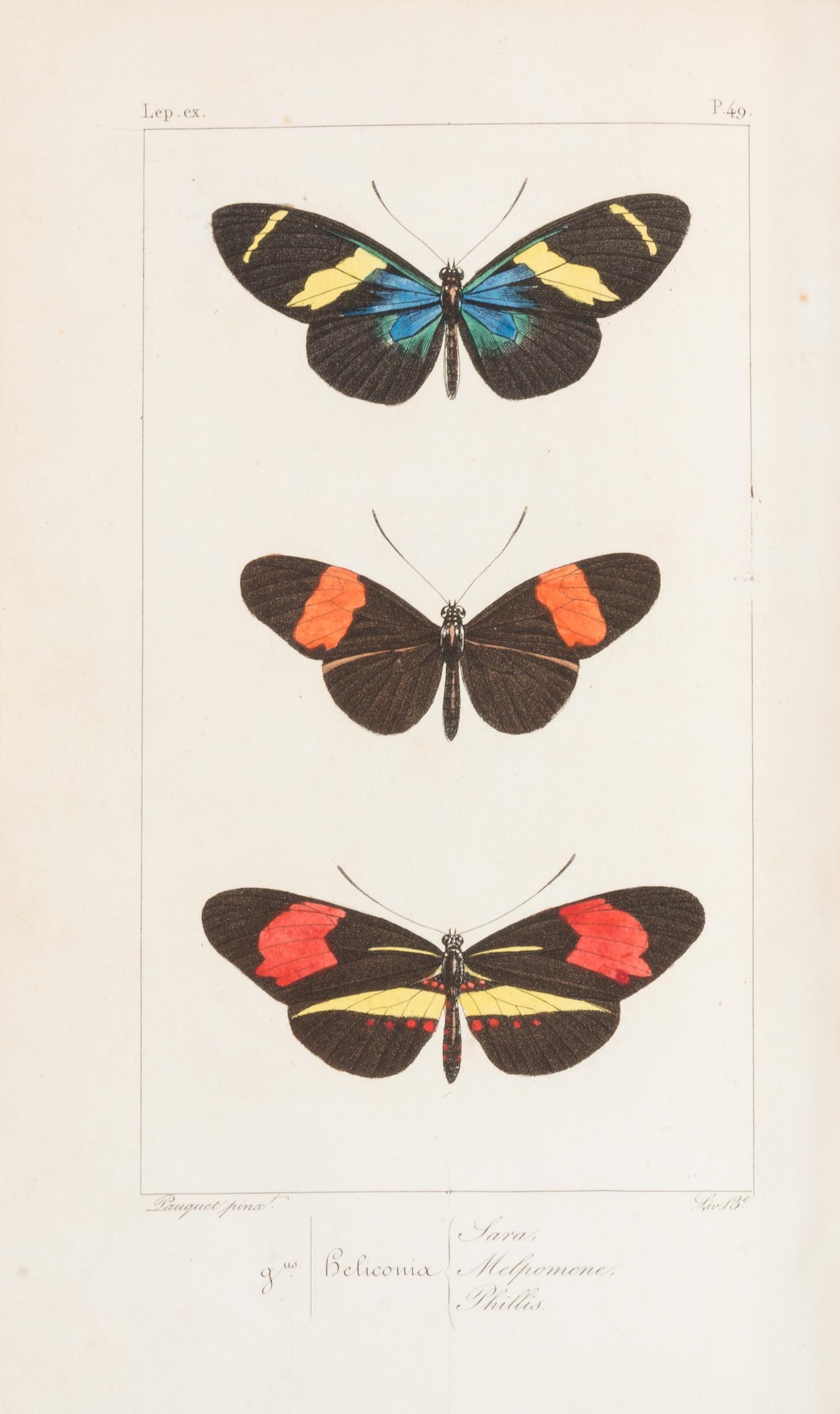 LUCAS, Pierre Hippolyte (1814-1899). Histoire Naturelle des Lépidoptères Exotiques. Paris: Pauquet, 1835.