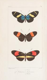 LUCAS, Pierre Hippolyte (1814-1899). Histoire Naturelle des Lépidoptères Exotiques. Paris: Pauquet, 1835.