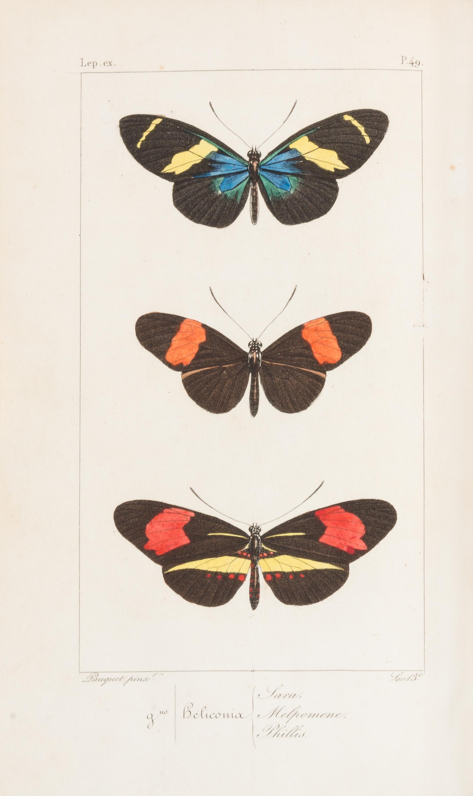 LUCAS, Pierre Hippolyte (1814-1899). Histoire Naturelle des Lépidoptères Exotiques. Paris: Pauquet, 1835.
