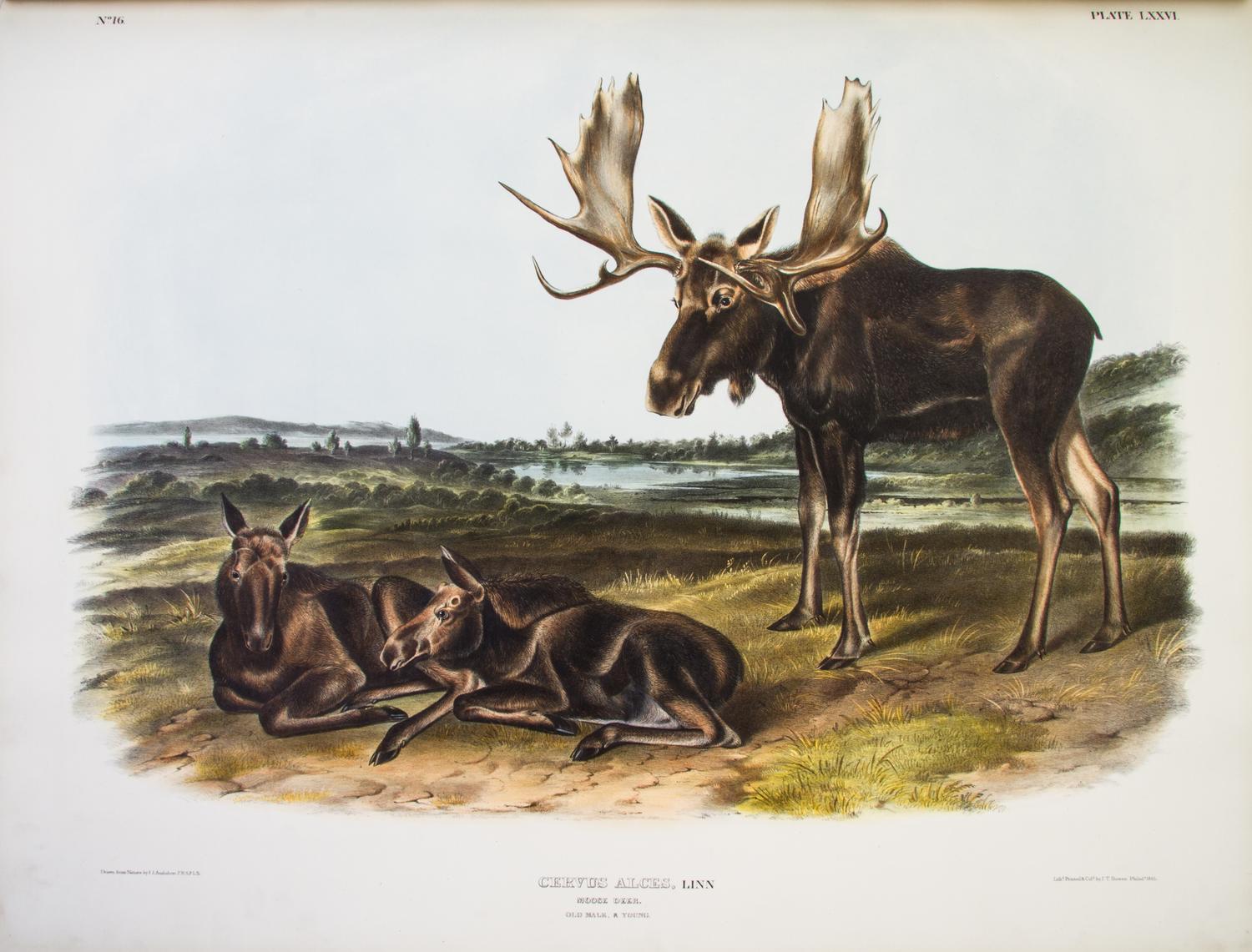 AUDUBON, JOHN JAMES, AND JOHN BACHMAN. The Viviparous Quadrupeds of North America. New York, 1845-1848. 3 vols. First edition.