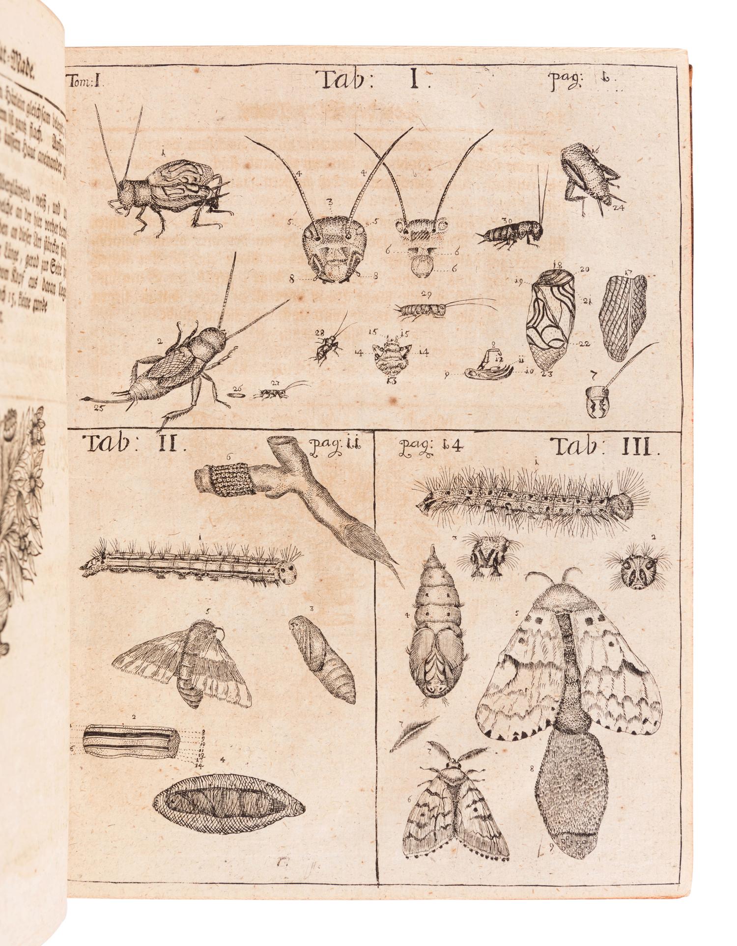 FRISCH, Johann Leonhard (1666-1743). Beschreibung von allerley Insecten in Teutsch-Land . Berlin: Christoph Gottleib, 1721-1738.