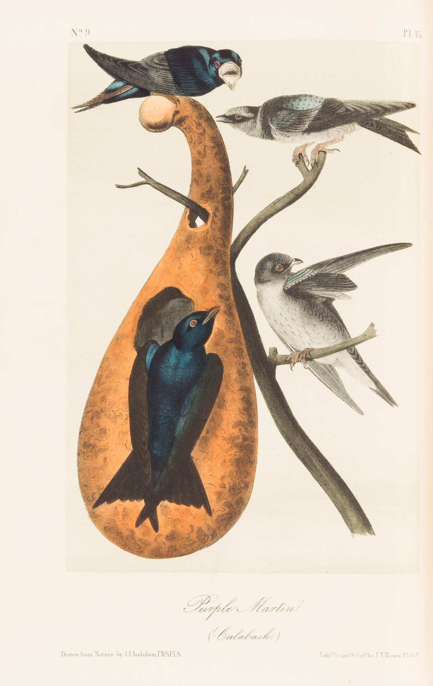 AUDUBON, John James. The Birds of America. New York: John Lockwood, [ca 1870-1871]. 8 volumes, royal 8vo.