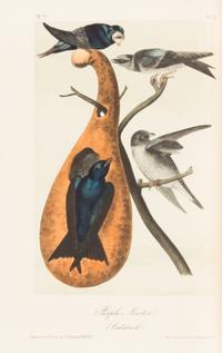 AUDUBON, John James. The Birds of America. New York: John Lockwood, [ca 1870-1871]. 8 volumes, royal 8vo.